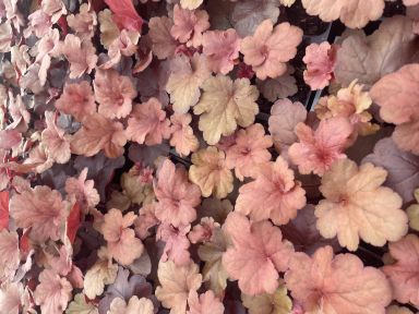 Fire Alarm Heuchera in 3.5 inch  Size Pots/Coral Bells